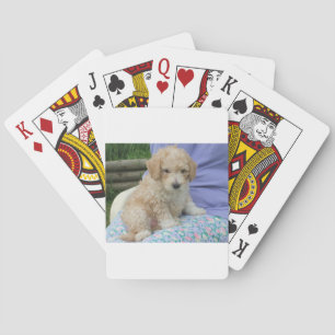 Jeu De Cartes Magnifique chiot cavapoo regardant vers vous, isol