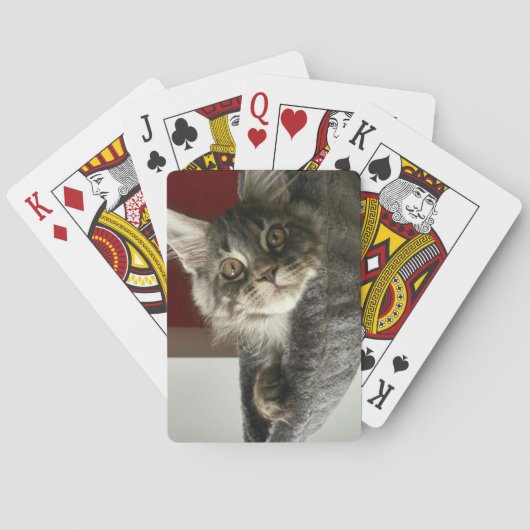 Jeu De Cartes Maine Coon Kitten Jouer Des Cartes (dos)