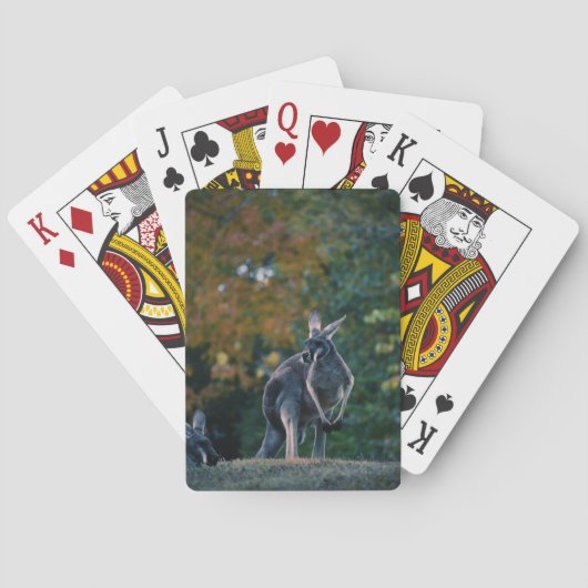Jeu De Cartes Majestic Kangaroo (dos)