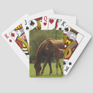 Jeu De Cartes Mare et foal 2