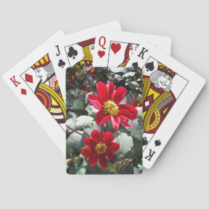 Jeu De Cartes marguerite rose chaud rouge / marguerites fleurs
