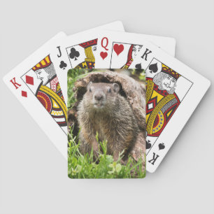 Jeu De Cartes Marmotte dans un tronc creux