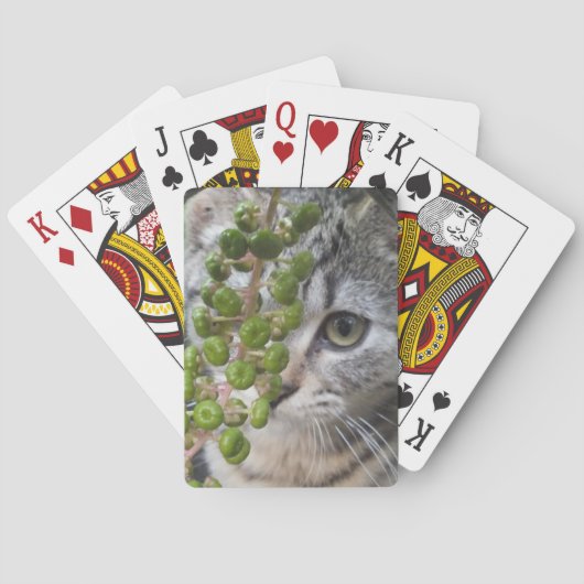 Jeu De Cartes Masquer Kitten (dos)