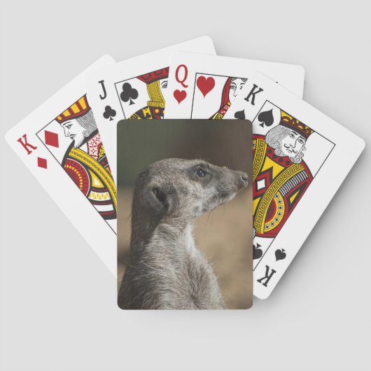 Jeu De Cartes Meerkat (dos)