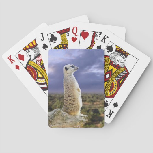 Jeu De Cartes Meerkat Et Les Grands Extérieurs, (dos)