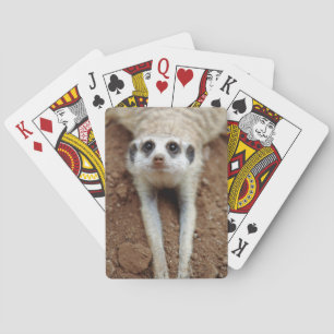 Jeu De Cartes Meerkat (Suricata Suricatta) Refroidissement