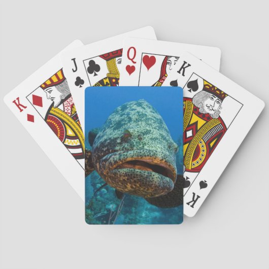 Jeu De Cartes Mérou géant de l'Atlantique (dos)