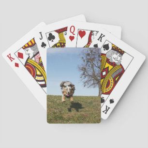 Jeu De Cartes Miniature American Shepherd Blue Merle Jumping