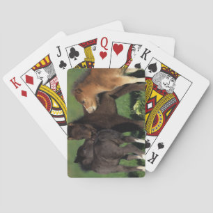 Jeu De Cartes Miniature Foals 1