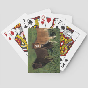 Jeu De Cartes Miniature Foals in Grass