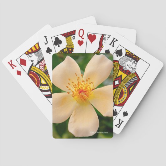 Jeu De Cartes Mme Oakley Fisher Rose (dos)
