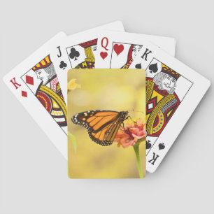 Jeu De Cartes Monarch Butterfly on Zinnia