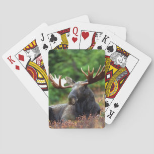 Jeu De Cartes Moose