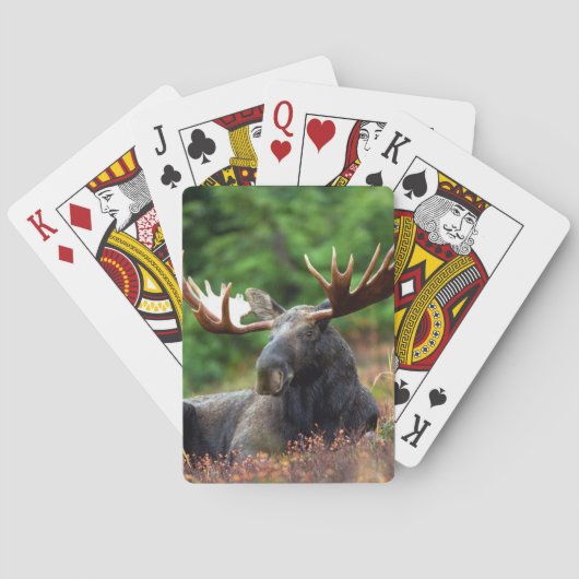 Jeu De Cartes Moose (dos)