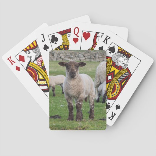 Jeu De Cartes Mouton des Shetland (dos)
