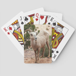 Jeu De Cartes Moutons à cornes amusants à Zion National Park