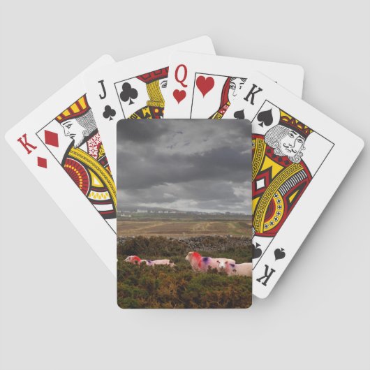 Jeu De Cartes Moutons colorés (dos)