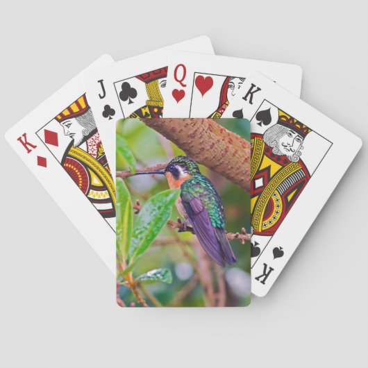 Jeu De Cartes Oiseau du Costa Rica - Colibri (dos)