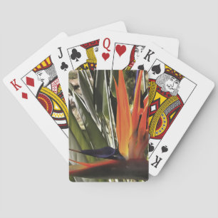 Jeu De Cartes Oiseau du Paradis Strelitzia Reginae Acrylique Pai