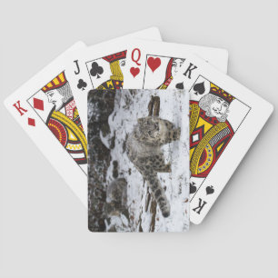 Jeu De Cartes Oiseaux de égrappage de CUB de léopard de neige