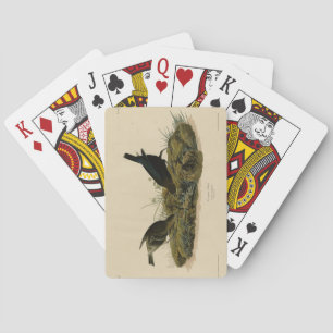 Jeu De Cartes Oiseaux de vache (Cowbird) Audubon's Birds of Amer