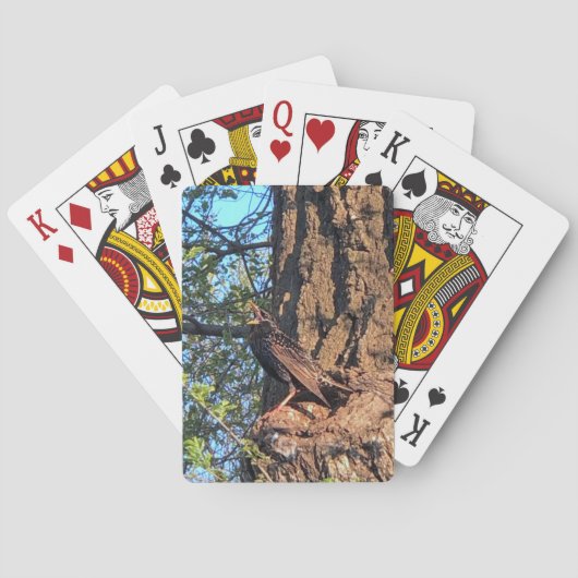 Jeu De Cartes Oiseaux Jouer Des Cartes (dos)