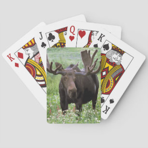 Jeu De Cartes Orignal mâle (Alces alces) dans les fleurs sauvage