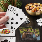 Jeu De Cartes Orignal mâle se nourrissant dans le parc national (In Situ)