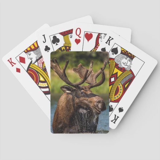 Jeu De Cartes Orignal mâle se nourrissant dans le parc national (dos)