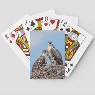 Jeu De Cartes Osprey juvénile dans le nid