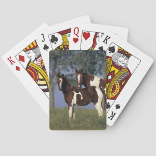 Jeu De Cartes Paint Mare & Foal