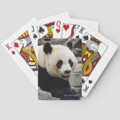 Jeu De Cartes Panda géant sur des roches (dos)