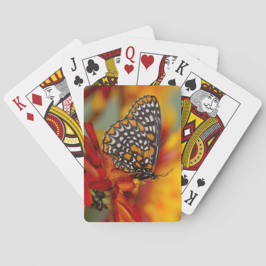 Jeu De Cartes Papillon à carreaux de Baltimore (dos)