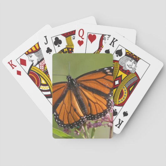 Jeu De Cartes Papillon monarque mâle sur Asclépiade incarnate (dos)