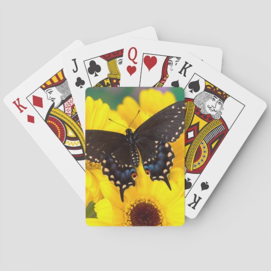 Jeu De Cartes Papillon Papilio polyxenes (dos)