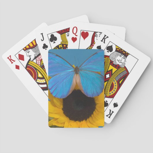 Jeu De Cartes Papillon sur tournesol (dos)