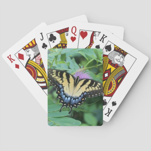 Jeu De Cartes Papillon swallowtail de l'Est (dos)