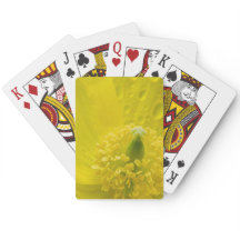 Pavot jaune oriental