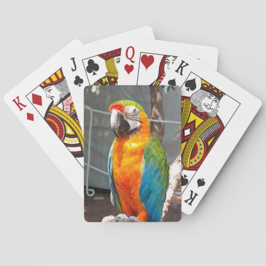 Jeu De Cartes Perroquet, cartes de jeu, nature, oiseaux (dos)