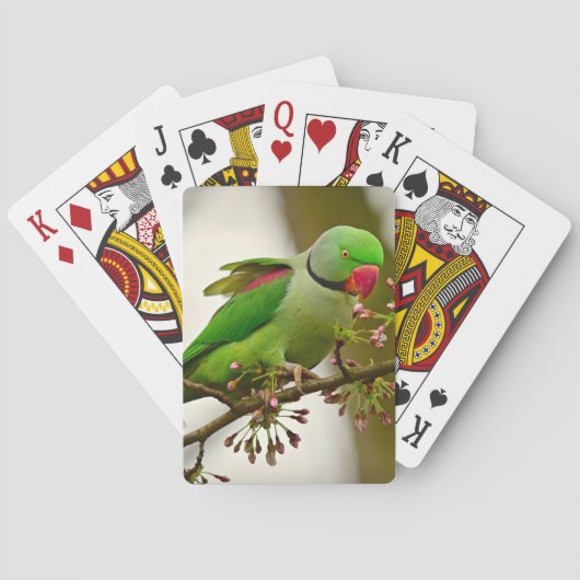 Jeu De Cartes Perrot à col rond indien (dos)