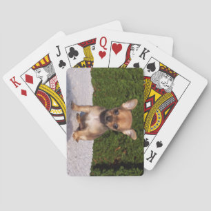 Jeu De Cartes Petit Chihuahua Chien chiot mignon