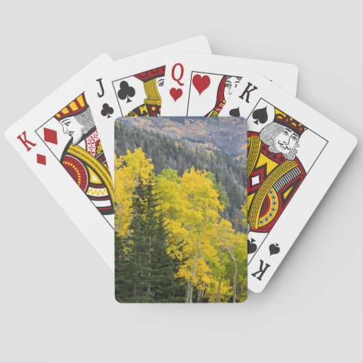 Jeu De Cartes Peupliers Trembles (Populus Tremuloides) Et Conifè (dos)