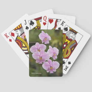 Jeu De Cartes Phalaenopsis Schilleriana