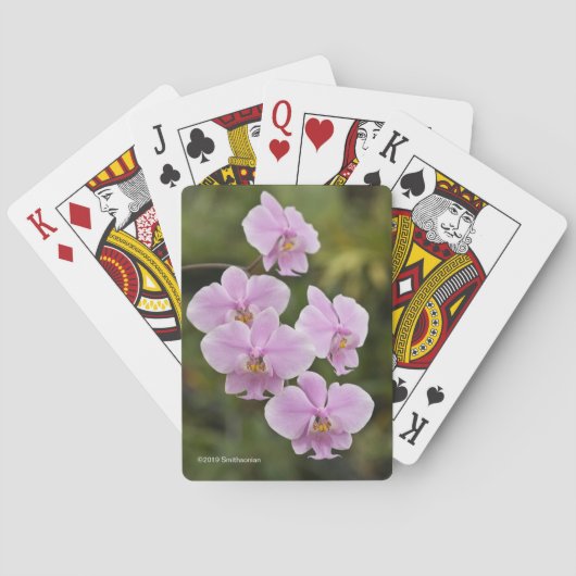 Jeu De Cartes Phalaenopsis Schilleriana (dos)