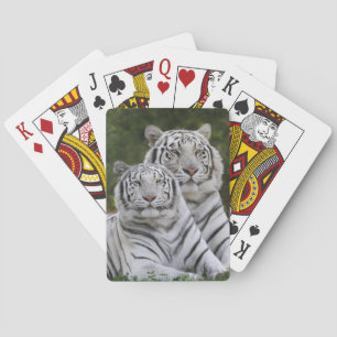 Jeu De Cartes phase blanche, Tigre du Bengale, Tigris