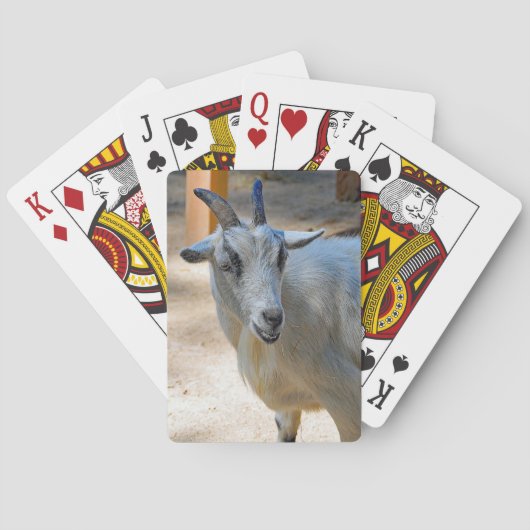 Jeu De Cartes Photo de chèvre blanche (dos)