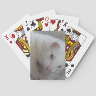 Jeu De Cartes Photo de furet albino