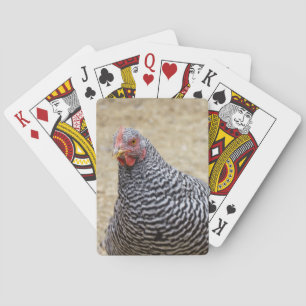 Jeu De Cartes Photographe de Plymouth Barred Rock