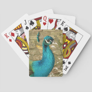Jeu De Cartes Photographie de nature magnifique de paon