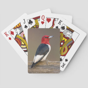 Jeu De Cartes Pic à tête rouge sur une clôture